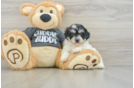 Smart Havachon Designer Pup