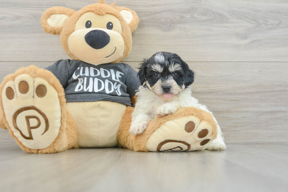 Smart Havachon Designer Pup