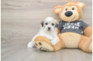 Petite Havachon Designer Pup