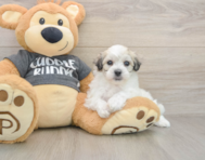 7 week old Havachon Puppy For Sale - Simply Southern Pups