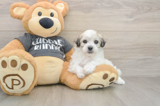 Havachon Puppy for Adoption