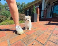 9 week old Havachon Puppy For Sale - Simply Southern Pups