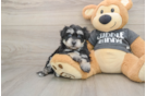 Havachon Puppy for Adoption
