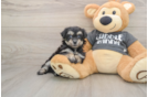Havachon Puppy for Adoption