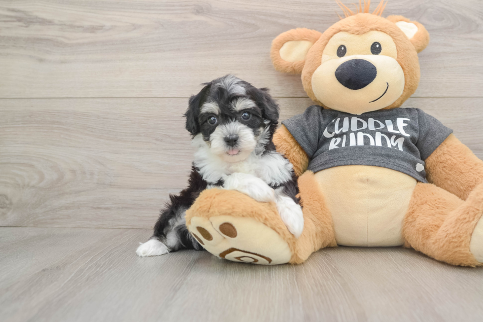 Little Havashon Designer Puppy