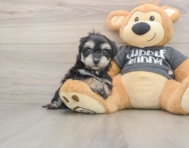 8 week old Havachon Puppy For Sale - Simply Southern Pups