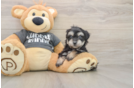 Hypoallergenic Havashon Designer Puppy