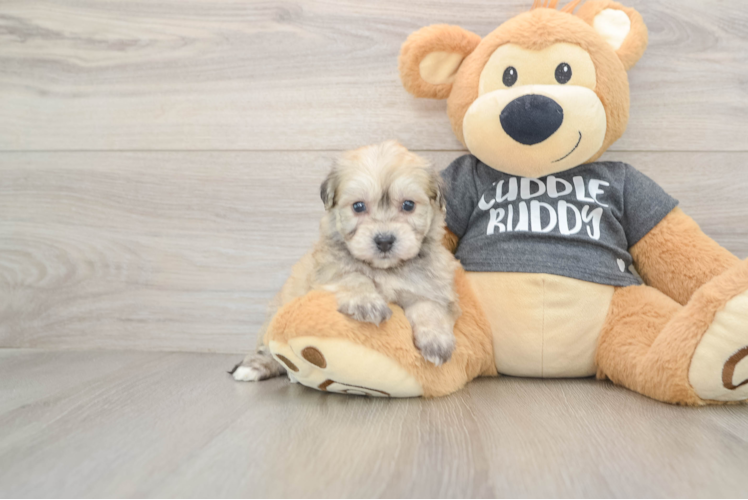 Havachon Puppy for Adoption