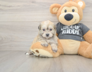 5 week old Havachon Puppy For Sale - Simply Southern Pups