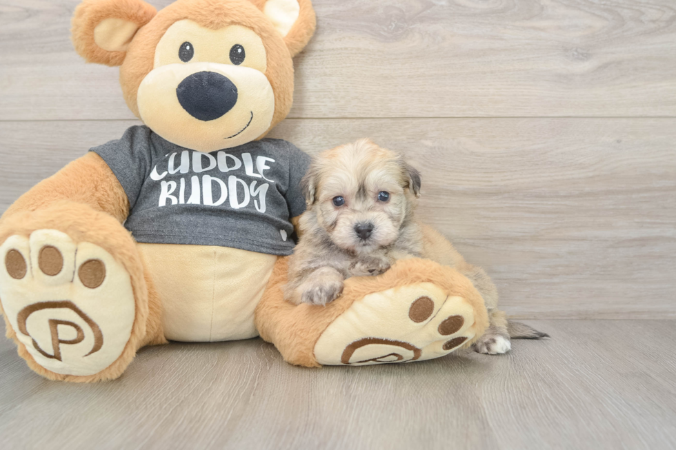 Havachon Puppy for Adoption