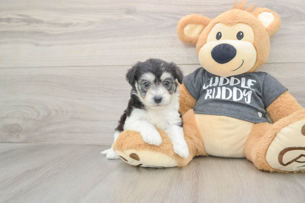 Petite Havachon Designer Pup