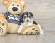 5 week old Havachon Puppy For Sale - Simply Southern Pups