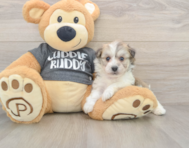 5 week old Havachon Puppy For Sale - Simply Southern Pups