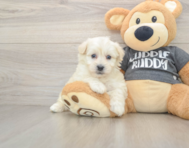 5 week old Havachon Puppy For Sale - Simply Southern Pups