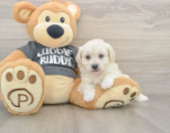 5 week old Havachon Puppy For Sale - Simply Southern Pups