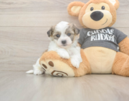 5 week old Havachon Puppy For Sale - Simply Southern Pups