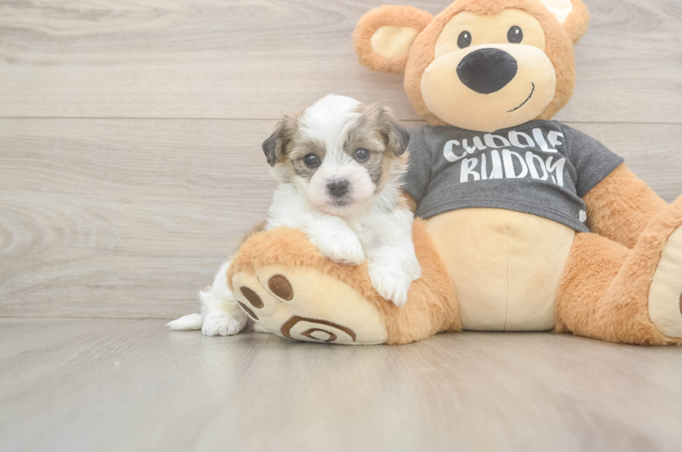 5 week old Havachon Puppy For Sale - Simply Southern Pups