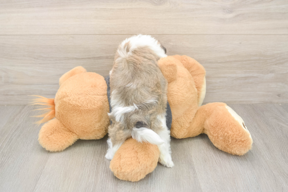 Fluffy Havachon Designer Pup