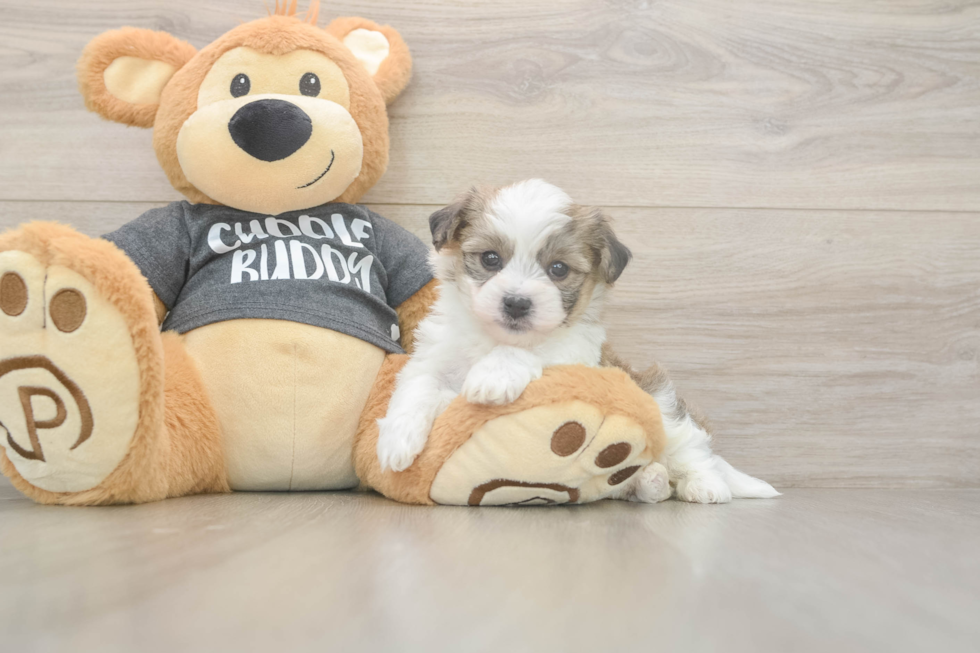 Havachon Puppy for Adoption