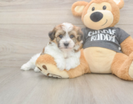 5 week old Havachon Puppy For Sale - Simply Southern Pups