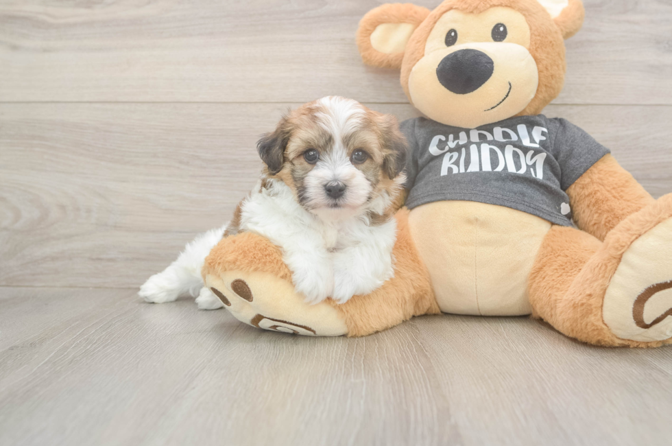 5 week old Havachon Puppy For Sale - Simply Southern Pups