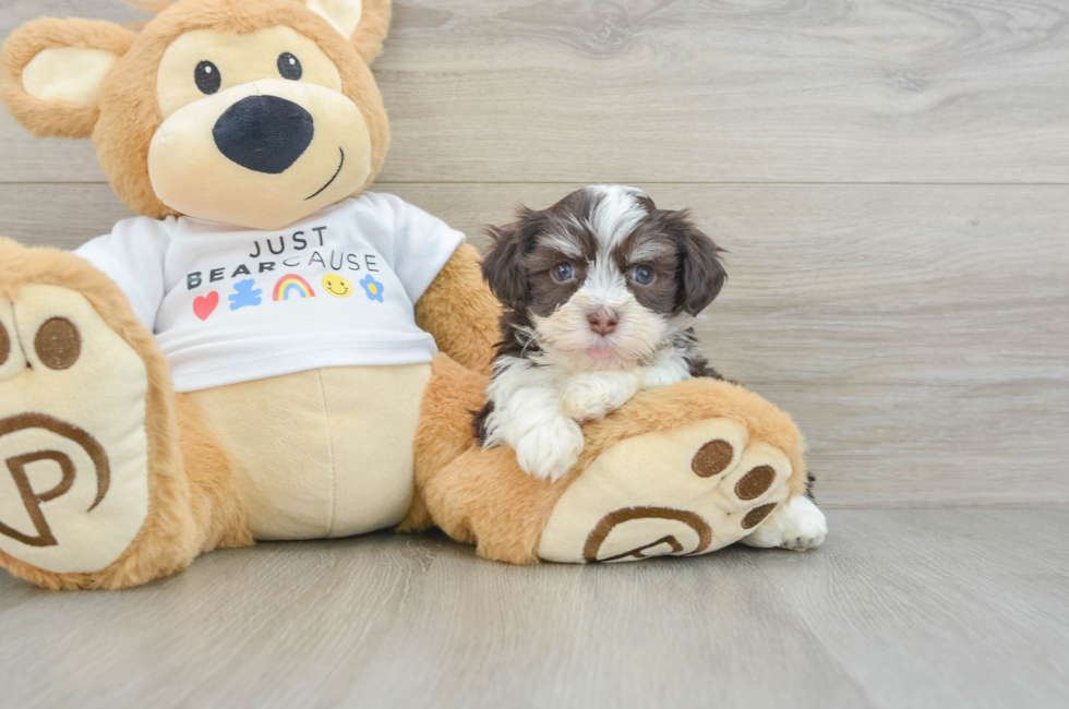 6 week old Havanese Puppy For Sale - Simply Southern Pups