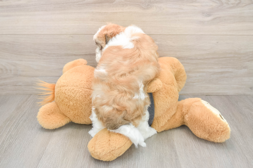 Best Havanese Baby