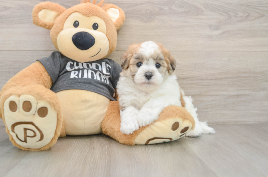 Best Havanese Baby