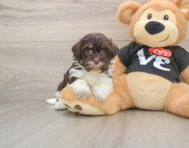 5 week old Havanese Puppy For Sale - Simply Southern Pups