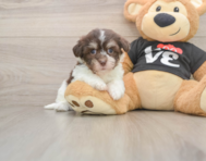 6 week old Havanese Puppy For Sale - Simply Southern Pups