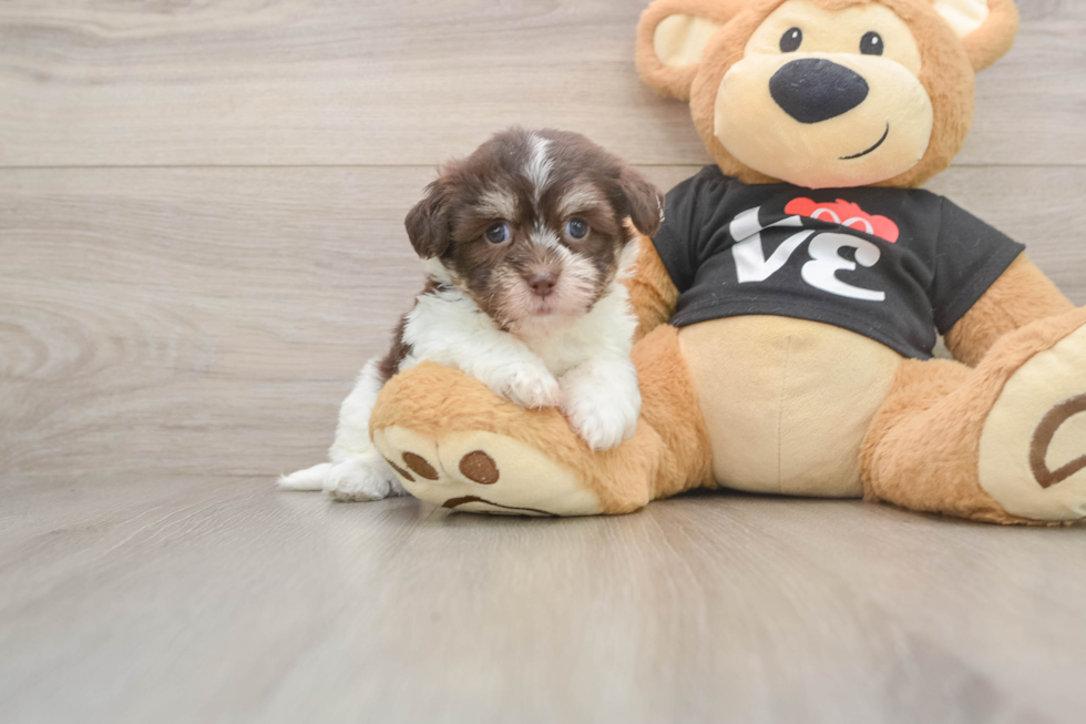 Havanese Pup Being Cute