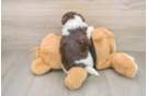 Havanese Pup Being Cute