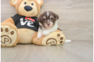 Small Havanese Purebred Pup