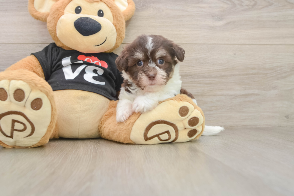 Small Havanese Purebred Pup