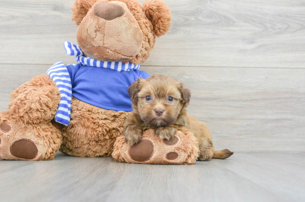5 week old Havanese Puppy For Sale - Simply Southern Pups