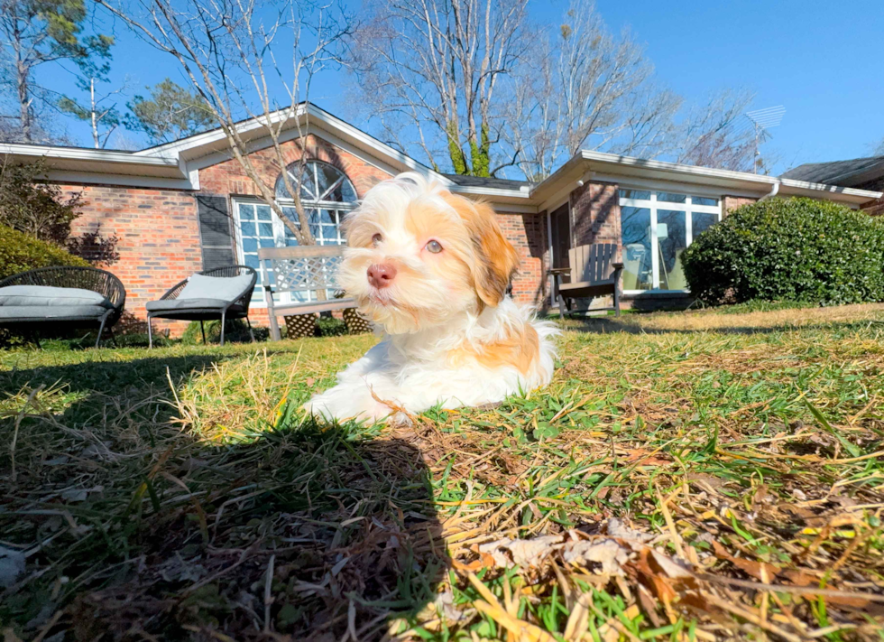 Havanese Puppy for Adoption