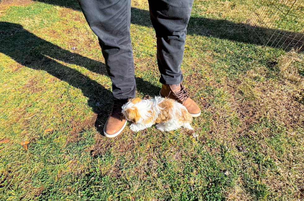 Best Havanese Baby