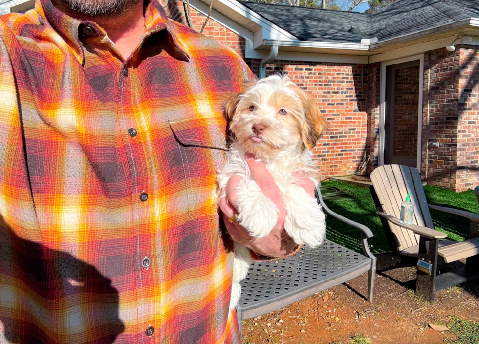 Havanese Pup Being Cute
