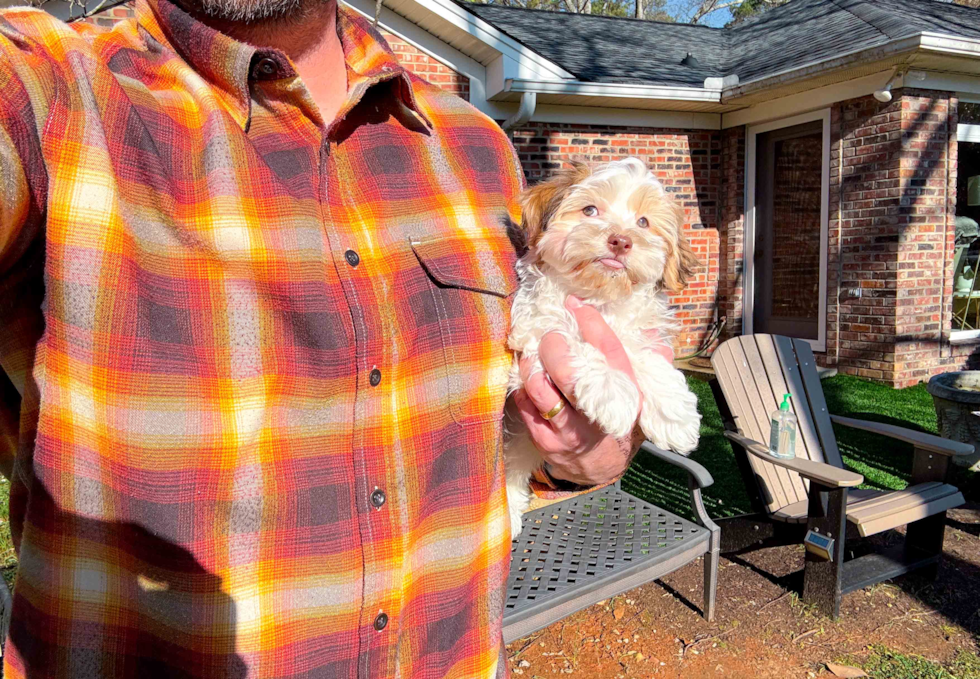 Havanese Pup Being Cute