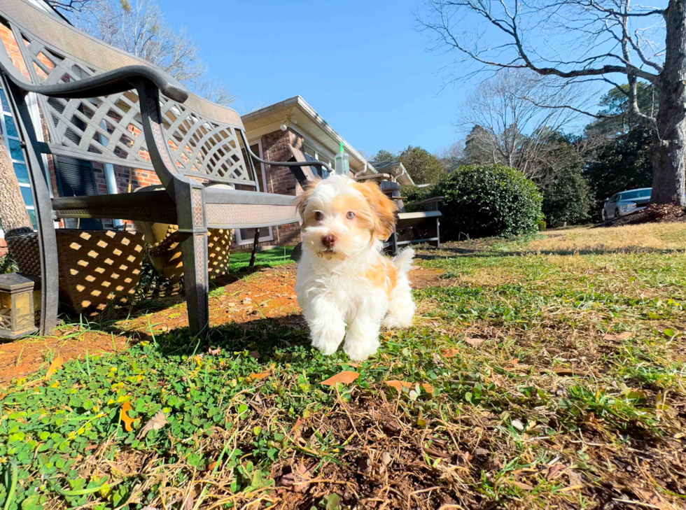 Havanese Puppy for Adoption