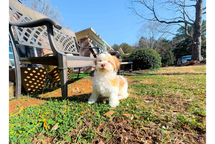 Cute Havanese Cuban Bichon Purebred Puppy