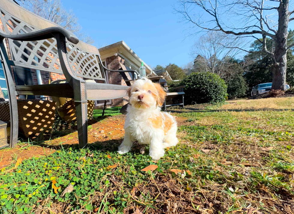 Cute Havanese Cuban Bichon Purebred Puppy