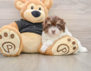 7 week old Havanese Puppy For Sale - Simply Southern Pups