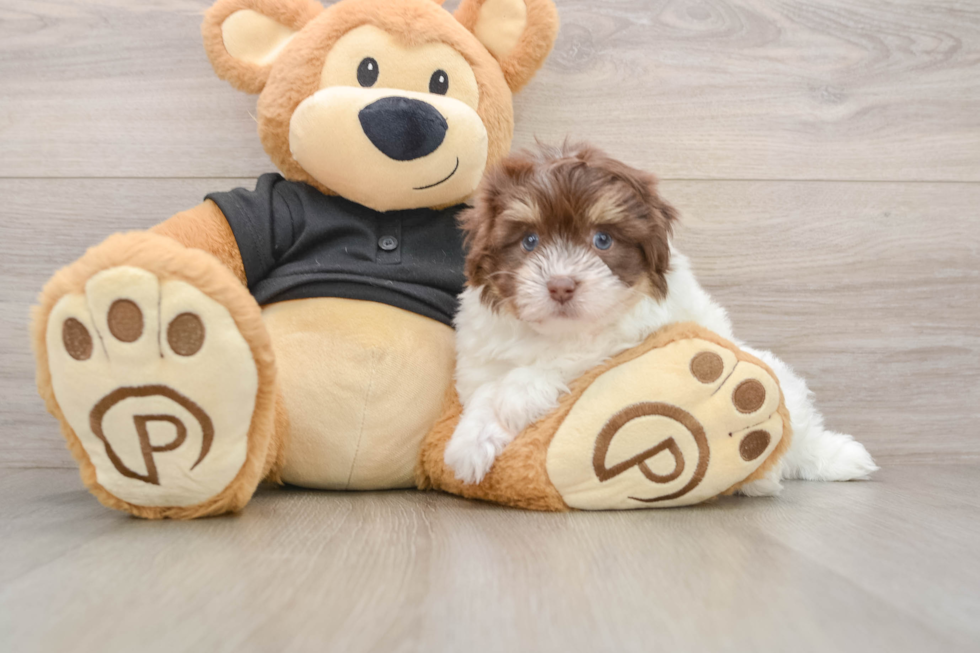 Energetic Havanezer Purebred Puppy