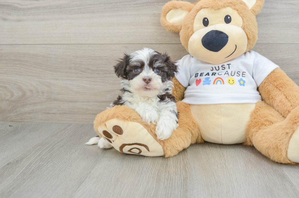 6 week old Havanese Puppy For Sale - Simply Southern Pups