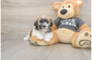Little Havanese Baby