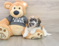 5 week old Havanese Puppy For Sale - Simply Southern Pups