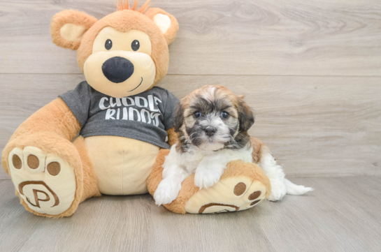 Havanese Puppy for Adoption