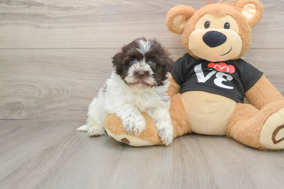 Petite Havanese Cuban Bichon Purebred Puppy