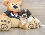 5 week old Havanese Puppy For Sale - Simply Southern Pups